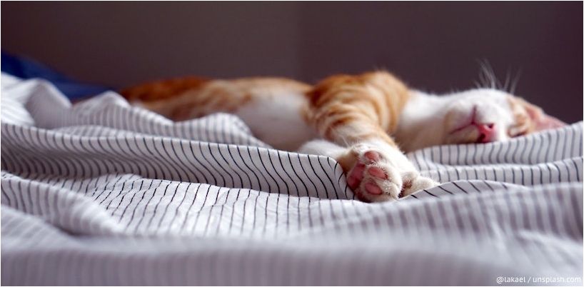 katt sover i sengen