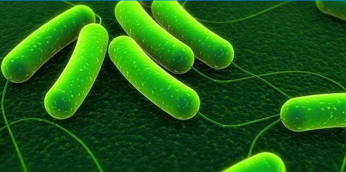 Azotobacter-bakterier under en stor økning