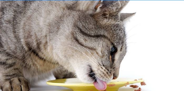 Katt spiser fra en tallerken