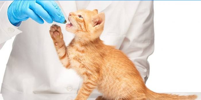 Veterinær gir pille til katt