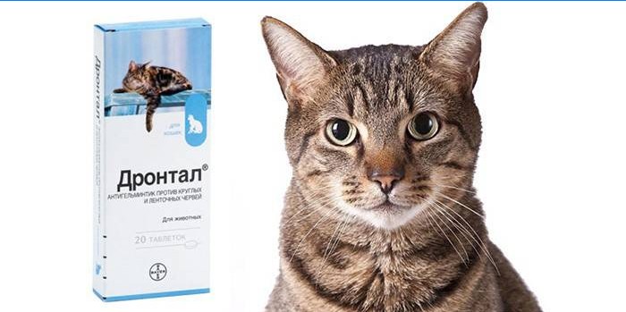 Pakke med tabletter for katter Drontal