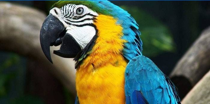 Ara-papegøye med gulblå fargelegging