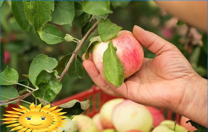 Beskjæring av frukttrær: hvordan beskjære et epletre