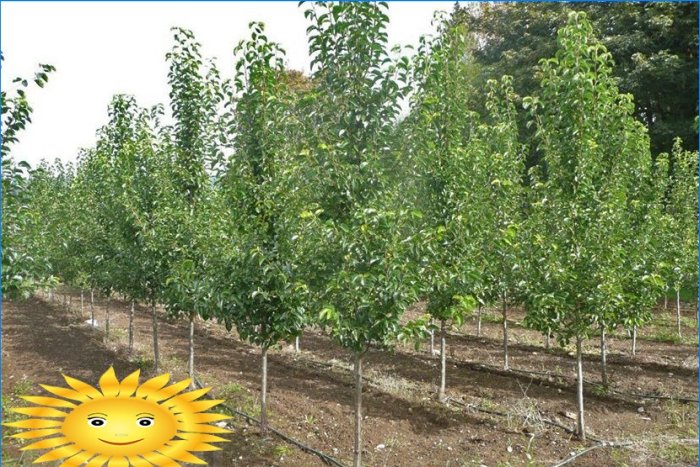 Beskjæring av frukttrær: hvordan beskjære et epletre
