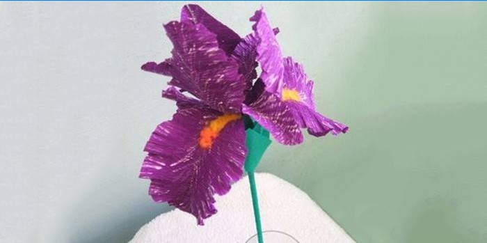 Dekorative iriser