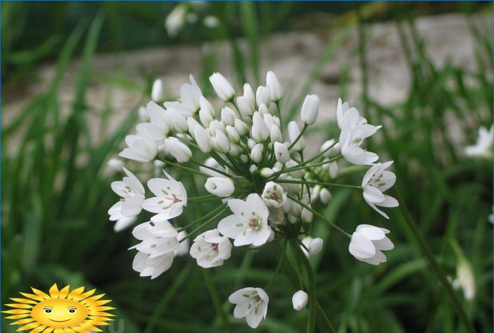 Dekorativ napolitansk løk (Allium neapolitanum)