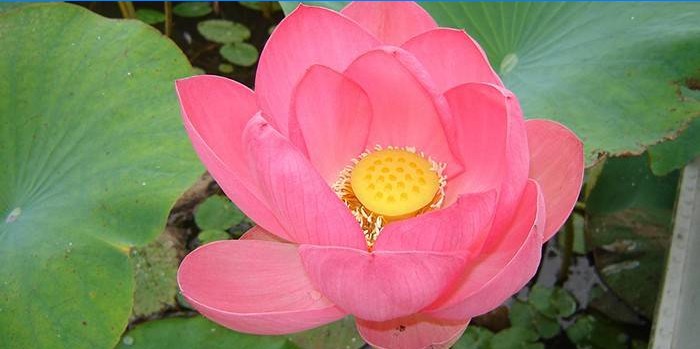 Blomstrende nøtteaktig lotus i dammen