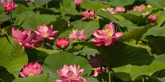 Blomstrende lotuser