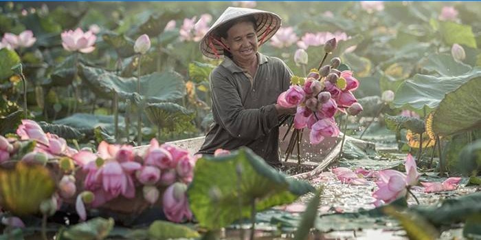 Kvinne samler lotus