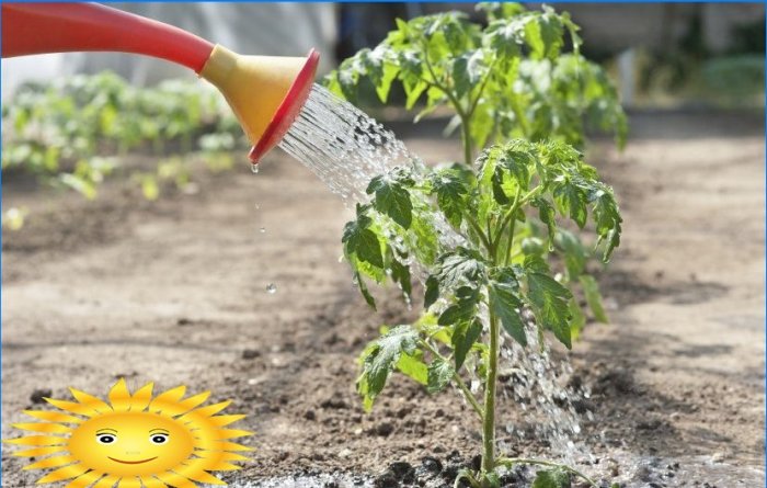 Å plante tomater