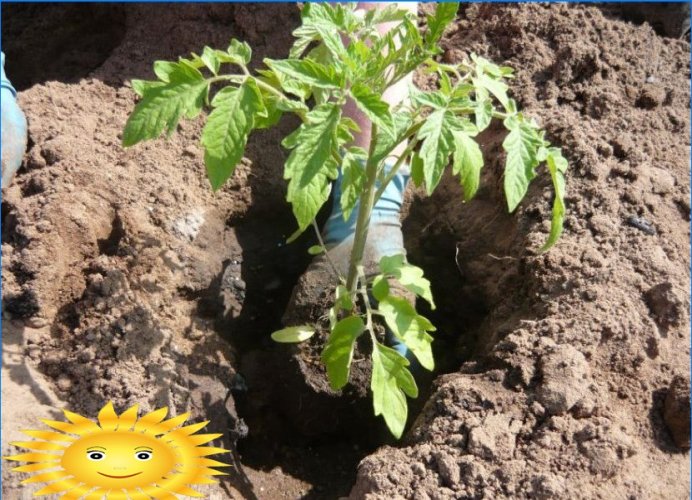 Å plante tomater