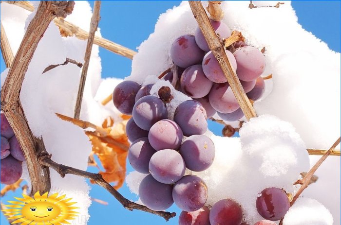 Hvordan du klargjør druer ordentlig for vinteren