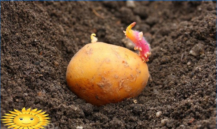 7 grunner til å plante poteter på stedet