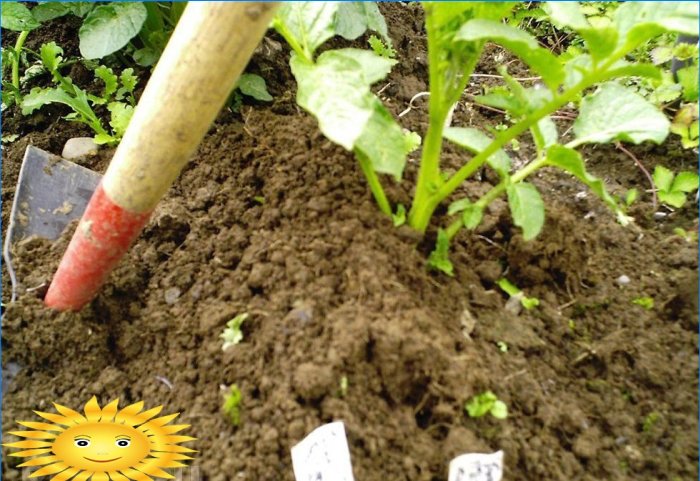 7 grunner til å plante poteter på stedet