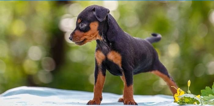 Miniature Pinscher Puppy