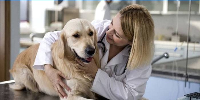 Hund og veterinær