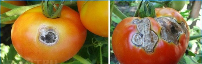 Grårot på tomater