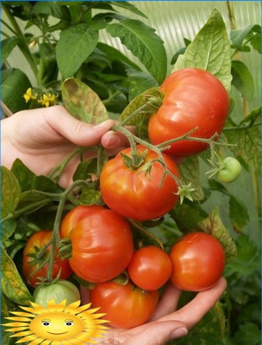 Sykdommer i tomater