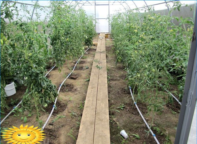 Drypp irrigasjon av tomater