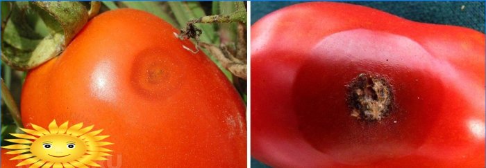 Anthracnose på tomatfrukter