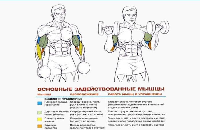 Muskeløvelser under trening med manualer