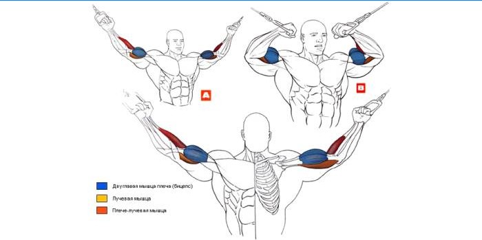 Crossover Biceps Trening