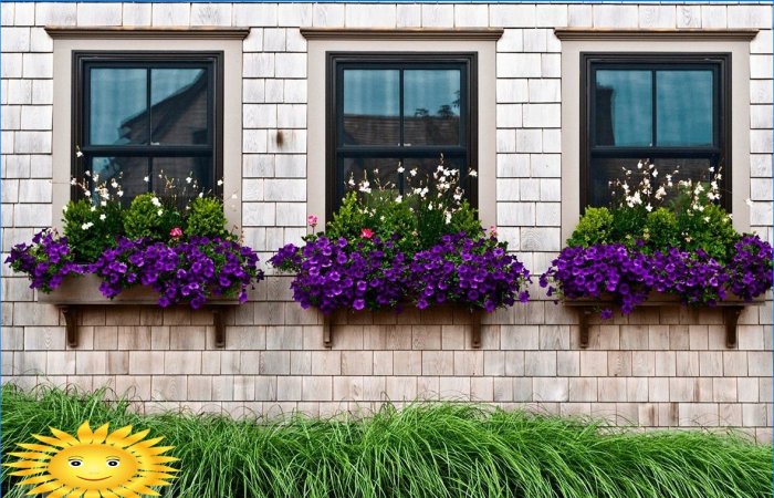 Blomster utenfor vinduet: feste, velge, forlate