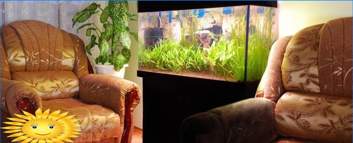 Det undervannsriket i hjemmet ditt - et akvarium i interiøret
