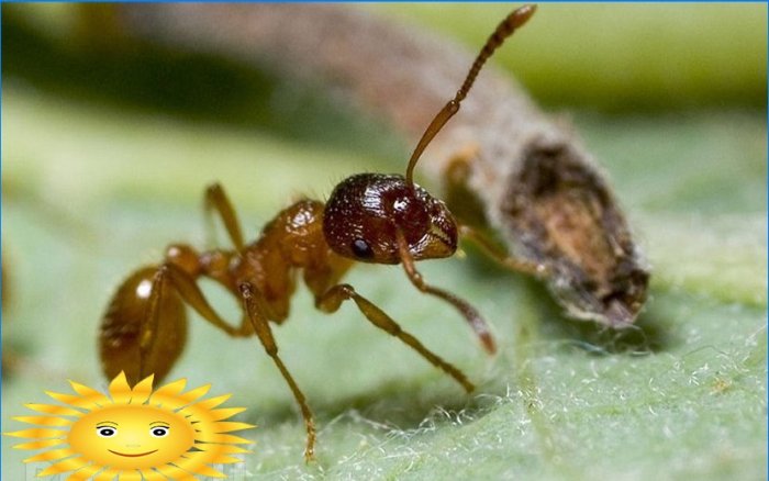 Myrbekjempelse eller hvordan bli kvitt maurheller