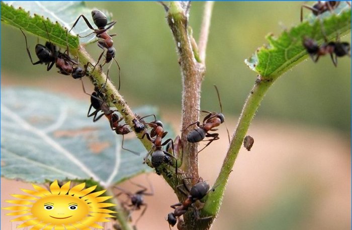 Myrbekjempelse eller hvordan bli kvitt maurheller