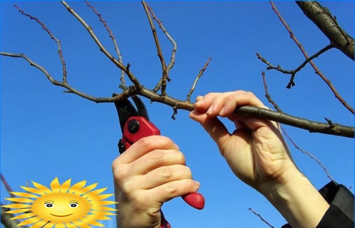 Beskjæring av frukttrær om våren
