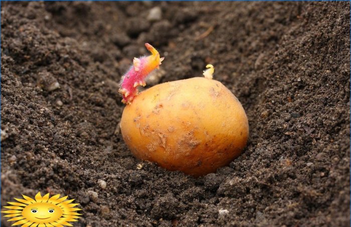 Å plante poteter