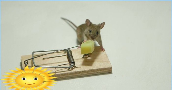 Hvordan bli kvitt mus. Tips og triks for gnagerkontroll