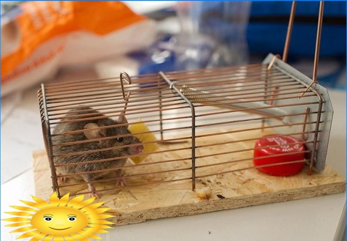 Hvordan bli kvitt mus. Tips og triks for gnagerkontroll