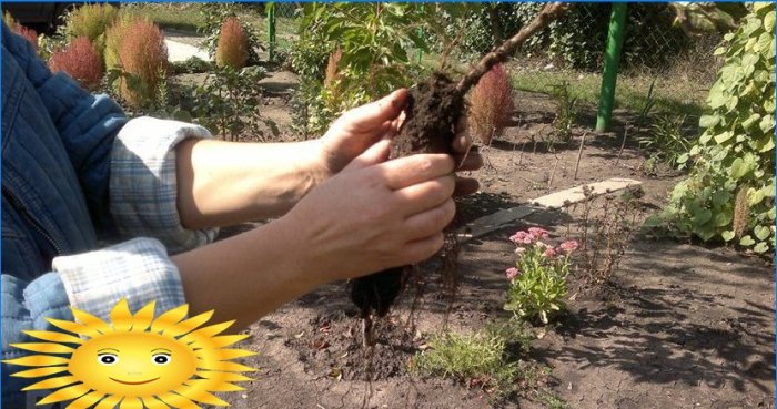 Hvordan dyrke rips i en sommerhus