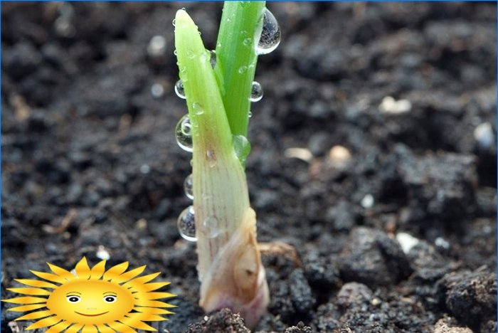 Hvordan ordentlig vokse og opprettholde høstingen av hvitløk
