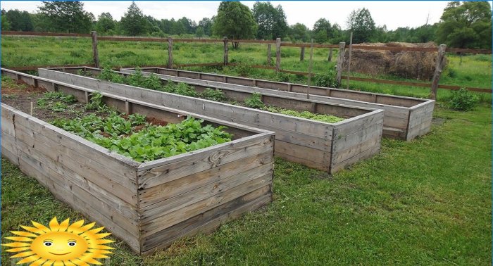Organisk jordbruk: hvordan lage smarte senger