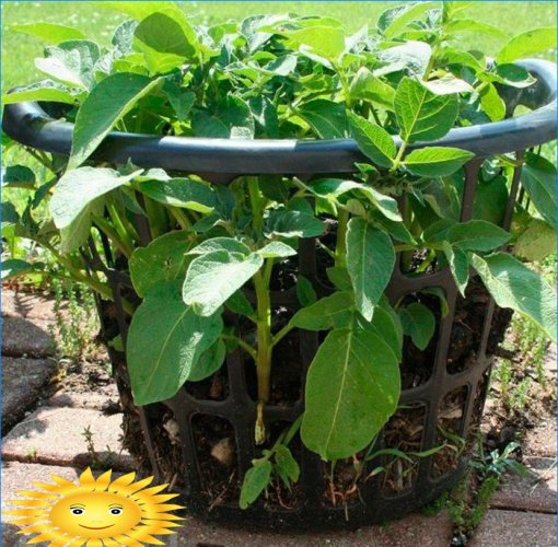 8 måter å dyrke poteter på uten å grave i hagen din