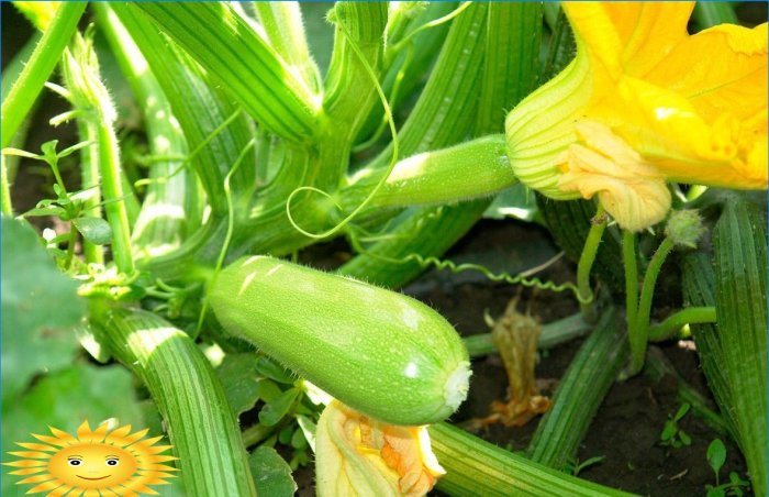 Dyrking av zucchini: planting, stell, funksjoner