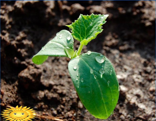 Dyrking av zucchini: planting, stell, funksjoner