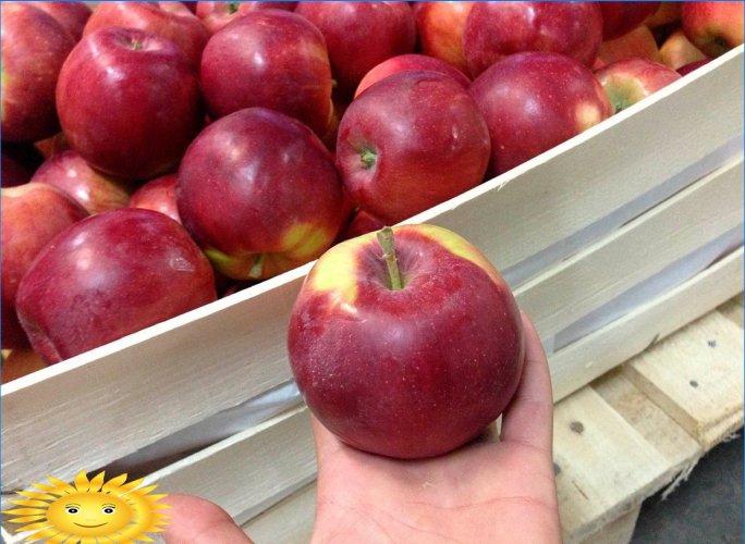 Epler er forskjellige: vi forstår de populære variantene av epletrær