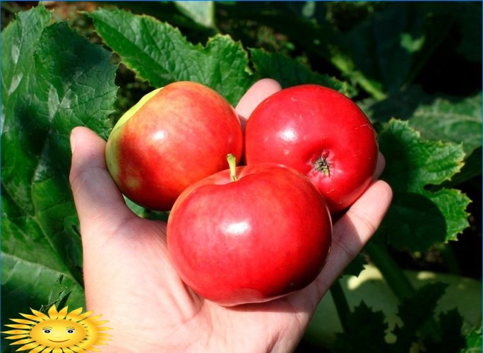 Epler er forskjellige: vi forstår de populære variantene av epletrær