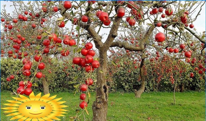 Høst beskjæring av eple-, pære- og frukttrær