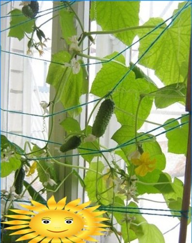 Høst hele året: en grønnsakshage i vinduskarmen