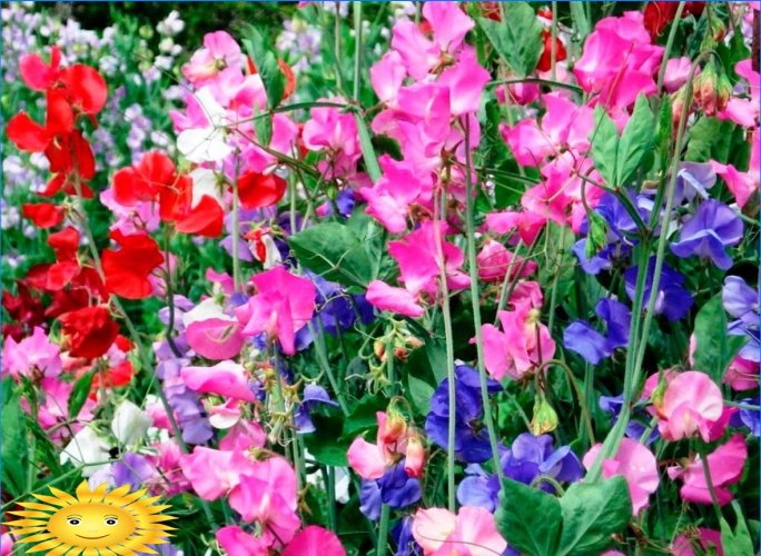 Hvilke velduftende og velduftende blomster å plante i hagen
