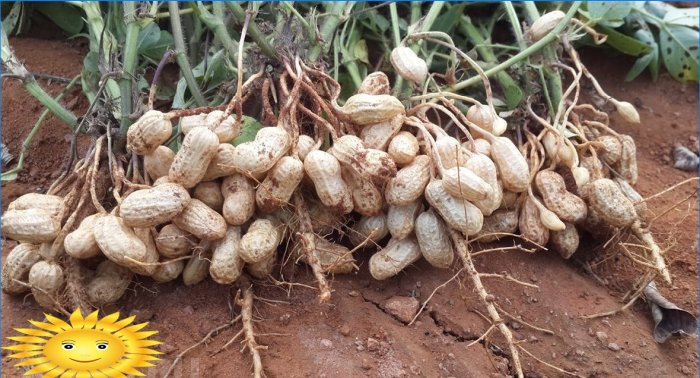 Hvordan dyrke jordnøtt peanøtter i hagen din
