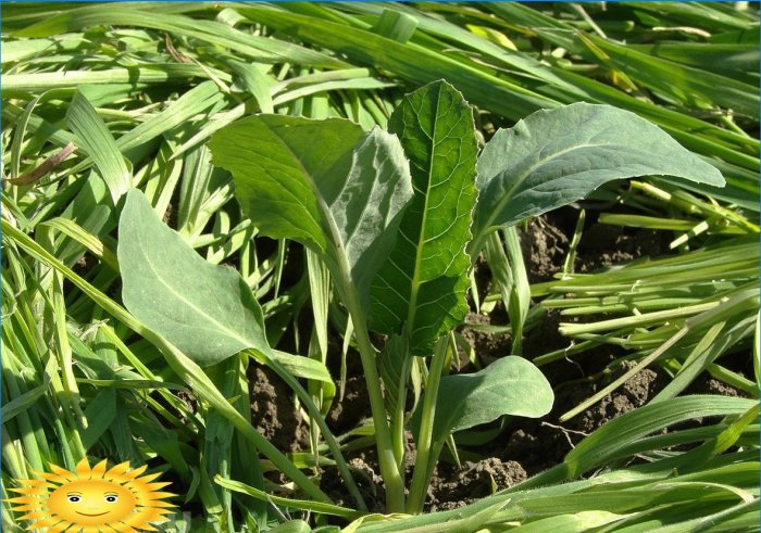 Organisk jordbruk: intensiv beplantning