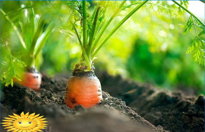 Organisk jordbruk: intensiv beplantning