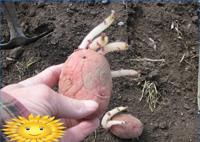 Å plante poteter: plante poteter under halm