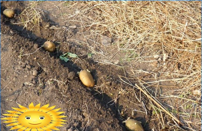 Å plante poteter: plante poteter under halm